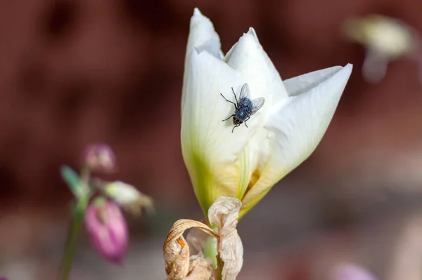 meat fly on a white flower