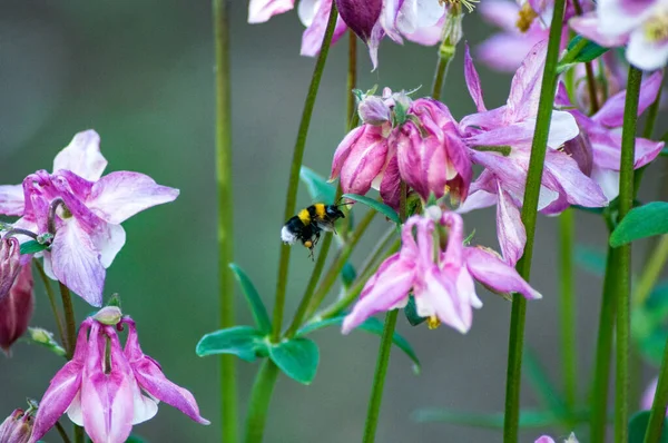 Bumblebee Collecting Nectar Flowers — Stock Photo, Image