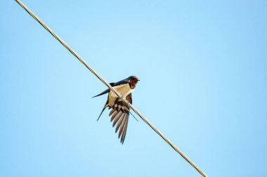 Kabloda otururken yut.