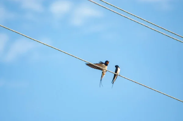 Engolir Sentado Fio — Fotografia de Stock