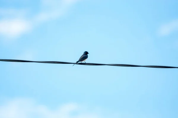 Engolir Sentado Fio — Fotografia de Stock