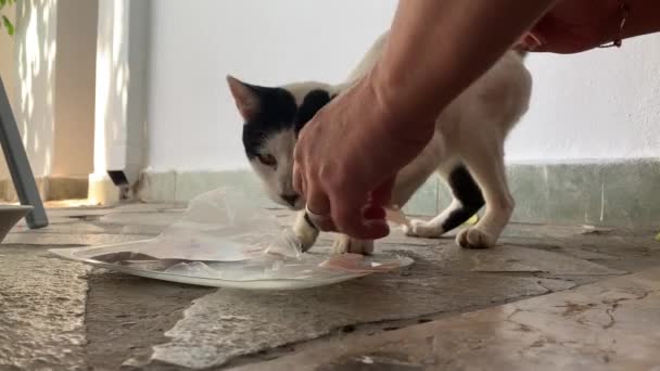 Alimentar Gato Salvaje — Vídeo de stock