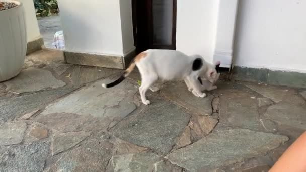 Cat Brings Her Kitten Away — Stock Video