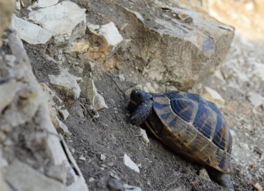 Kaplumbağa dağı aşmak istiyor