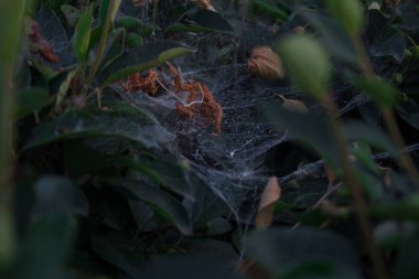 Bahçedeki karanlık köşe