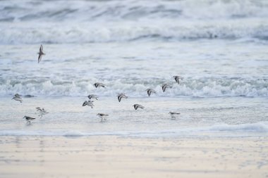Florida'daki sahile yakın, okyanusa girip inen bir zÜpiçeri sürüsü. Bazı kuşlar havada, diğerleri ise sörf zaten yürüyor. Dalgalar kıyıya çarptı.