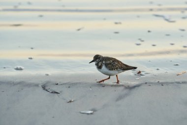 Kumlu plaj su kenarında yürüyen bir deniz kuşu. Sahile kadar yıkanır küçük enkaz parçaları vardır ve güneşin doğuşunu hafif bir yansıma su.