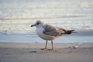Yalnız bir kuş sahil yakınında su üzerinde duruyor. Bıkkın görünüyor ve erken sabah sahil üzerinde olarak soğuk.        