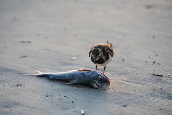 Ein Toter Fisch Wird Einem Sandstrand Angespült Und Ein Vogel — Stockfoto