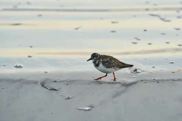 Kumlu Plaj Kenarında Yürüyen Bir Deniz Kuşu Sahile Kadar Yıkanır — Stok fotoğraf