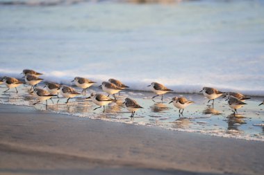 Yürüyüş ve su kenarına yakın kumlu sahilde duran Kuşlar sürüsü. Okyanusun sakin.