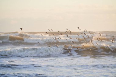 Sanderlings uçuş sabahın erken saatlerinde bir grup. Işık bir açıyla çökmesini dalgaları vuruyor ve gökyüzü bir puslu sarı.                         