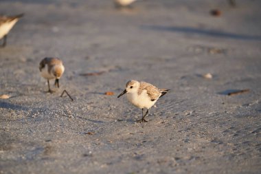 Yavaş yavaş sabahın erken saatlerinde altın güneş ışığı ile kumsalda yürüyen bir kuş. Siyah gözleri, karanlık kanatları ve beyaz baş ve göğüs kuş vardır.