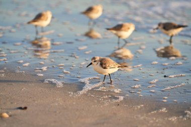 Yavaş yavaş sabahın erken saatlerinde altın güneş ışığı ile kumsalda yürüyen bir kuş. Siyah gözleri, karanlık kanatları ve beyaz baş ve göğüs kuş vardır.              
