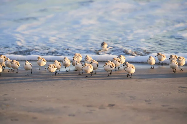 Een Zwerm Vogels Dat Weglopen Uit Het Water Een Zandstrand — Stockfoto