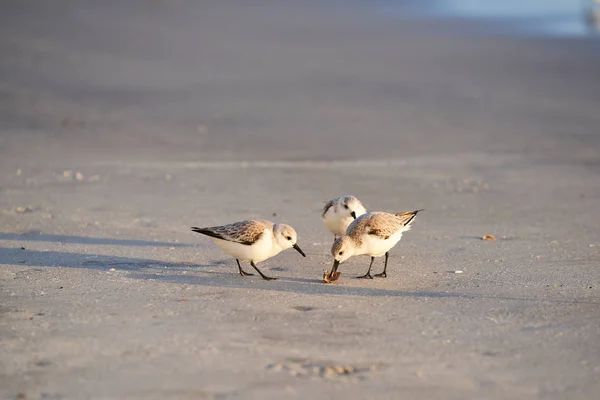 A group of sanderlings investigate an object on the beach, bending down with their beaks to peck at the object lying on the sandy shore.