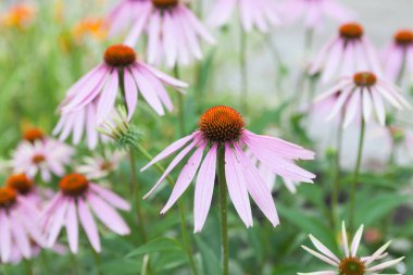 Mor koni çiçekleri diğer çiçeklerle dolu çayırda yaz aylarında çiçek açan.