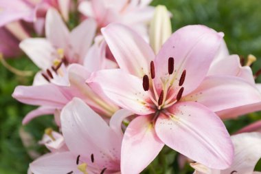 Baharda çiçek açan büyük, güzel ve pembe lily.