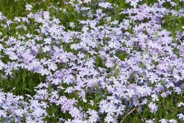 Mor ormanlık phlox büyüyen ve kalın birlikte çiçeklenme.