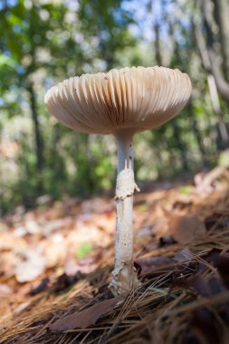 Güneşli bir günde çam iğneleri ile orman katta mantar.