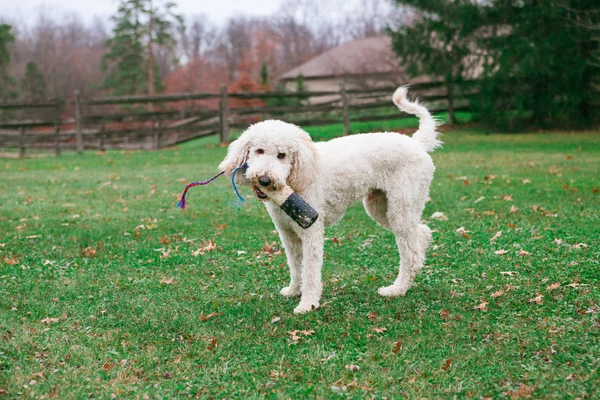 Μια Νεαρή Goldendoodle Ένα Παιχνίδι Στο Στόμα Του Στέκεται Και — Φωτογραφία Αρχείου