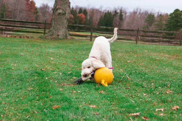 Bir genç goldendoodle bitting ve yeşil, çimenli bahçede bir oyuncakla oynamak.