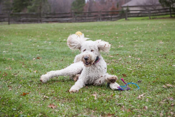 Ein Goldendoodle Spielt Auf Einem Grasbewachsenen Hof Seine Ohren Fliegen — Stockfoto