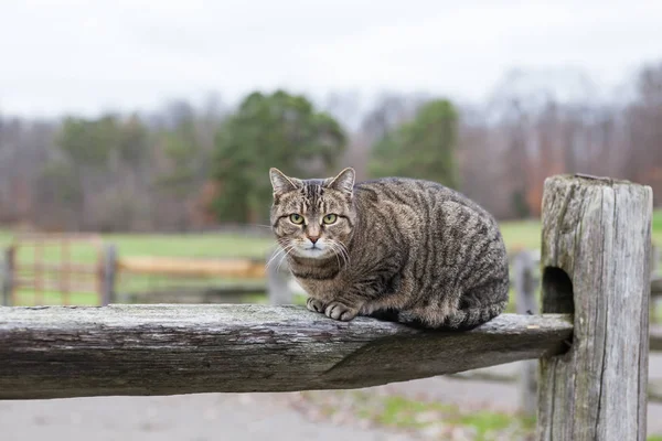 Gato Observando Sentado Una Cerca Riel Partido Día Nublado Mirando — Foto de Stock