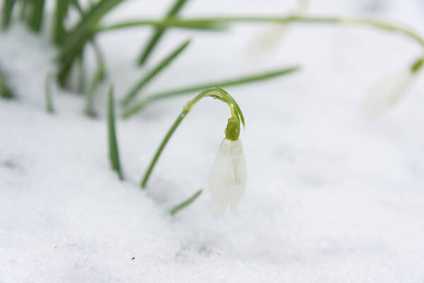 A white snowdrop plant growing through the melting snow in early spring. The flower is still closed, and the snow is starting to melt. Snowdrops are one of the first signs of spring.