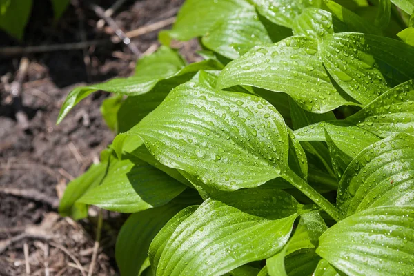 Hosta bitkisinin yeşil yapraklarındaki su damlacıkları.