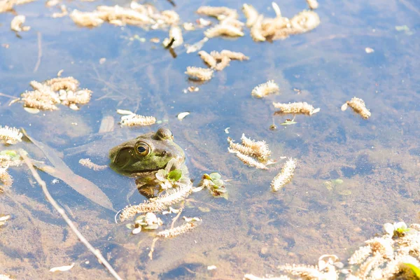 Une Grenouille Avec Seulement Tête Montrant Assise Dans Eau Avec — Photo