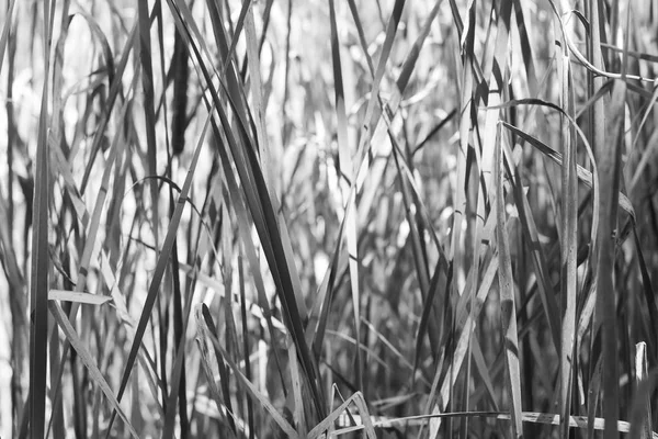 Cattails Black White Speckled Sunlight Making Interesting Pattern Texture — Stock Photo, Image