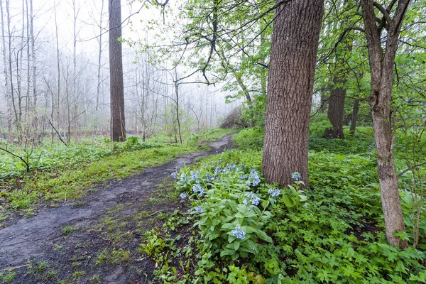 Bir orman yolunda yanında büyüyen bluebells. Şehvet yeşil yeşillik ile karışık çiçekler mavidir. Sis ormanın içinde belgili tanımlık geçmiş kapsar.