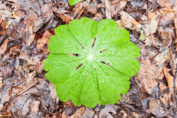 Uma Planta Maça Início Primavera Verde Brilhante Folhas São Polvilhadas — Fotografia de Stock