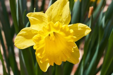 Çiçek açan sarı nergis güzel bir bahar gününde güneş ışığında yıkandı..