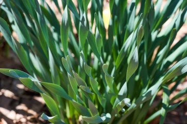 Çiçek açan sarı nergis güzel bir bahar gününde güneş ışığında yıkandı..