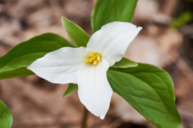 İlkbaharda çiçek açan güzel bir beyaz trilyum. Çiçek bembeyaz, sarı pudingli ve yemyeşil yapraklı