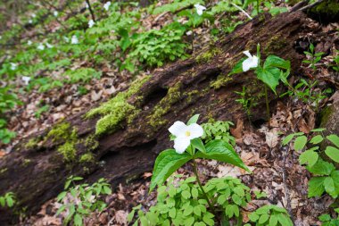 White trillium blooming on the forest floor near a rotting log in spring. clipart