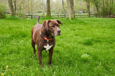 Kırmızı yakalı, çimenli bir bahçede dikilen bir laboratuvar / pitbull karışımı..