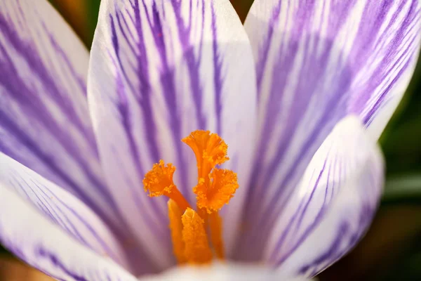 A white crocus flower, with purple stripes and yellow stamen blooming on a sunny spring day.