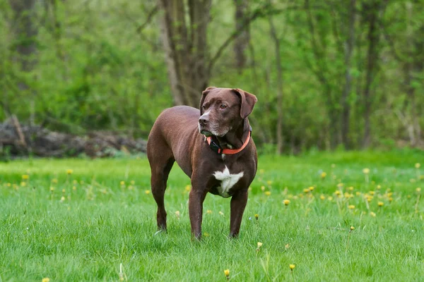 Genç bir labrador / pitbull karışımı köpek çimenli bir bahçenin ortasında duruyor..