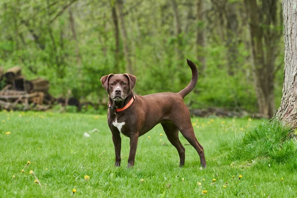 Ung Labrador Pit Bull Mix Hund Står Mitt Gräsbevuxen Gård — Stockfoto