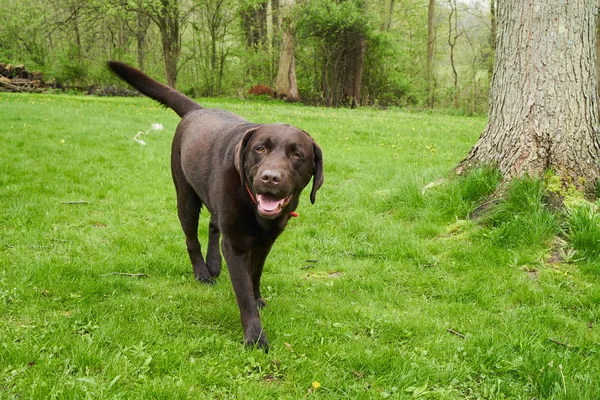 Cão Labrador Idoso Feliz Andando Quintal Gramado — Fotografia de Stock