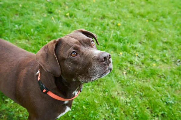 Ein Schokolabor Pitbull Mix Blickt Sehnsüchtig Nach Oben Und Hofft — Stockfoto