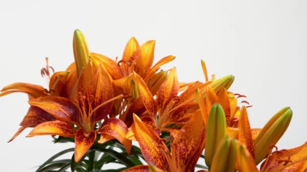 Slider Shot Beautiful Blooming Asiatic Lily Flowers Plain White Background — Stock Video