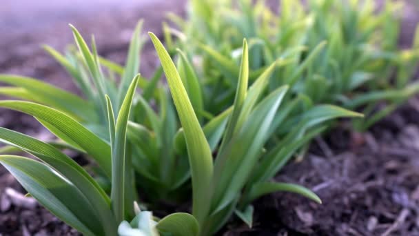 Zielony Żonkil Liście Wczesną Wiosną Ogrodzie Złotym Słońcem Podświetlając — Wideo stockowe