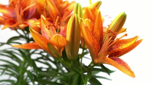 Een Slider Shot Van Prachtige Bloeiende Aziatische Lelie Bloemen Tegen — Stockvideo