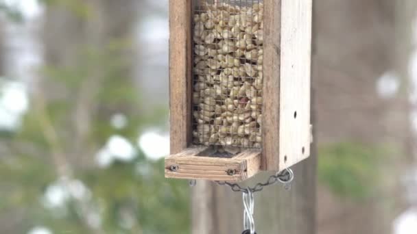 Black Capped Chickadees Downy Woodpecker Eating Out Bird Feeder Winter — Stock Video