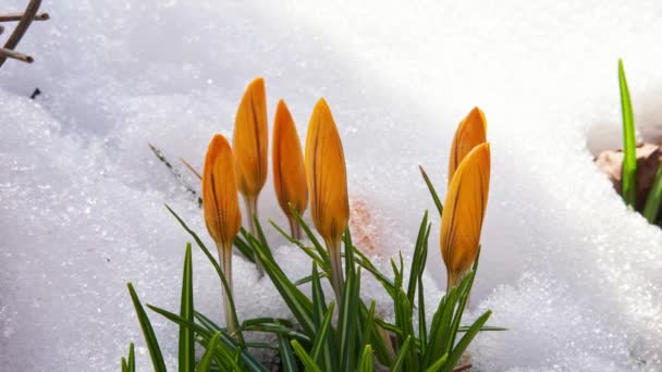 Orange Crocus flowers blooming in early spring, as the snow melts around them. The green leaves contrast against the cold snow, as the snow crystals slowly melt. — Stock Footage Orange Crocus Flowers Blooming Early Spring Snow Melts Them Green Video Clip