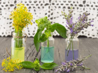 Rezene, lavanta ve fesleğen